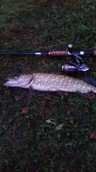 Northern Pike