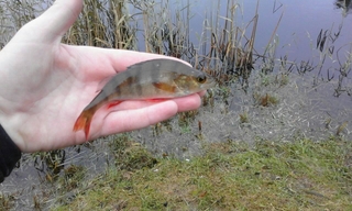 Eurasian perch