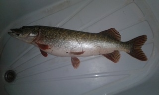 Northern Pike