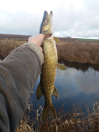 Northern Pike