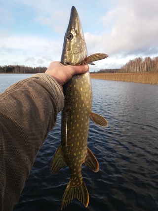 Northern Pike