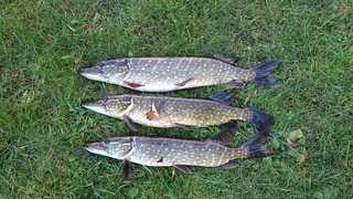 Northern Pike
