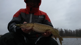 Northern Pike