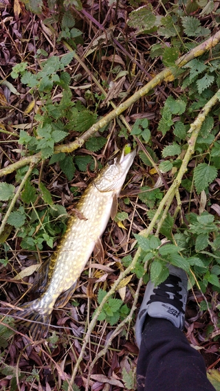 Northern Pike