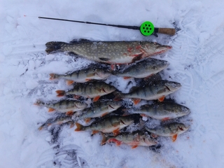 Eurasian perch