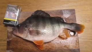 Eurasian perch