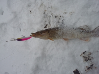 Northern Pike