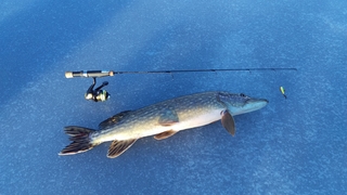Northern Pike