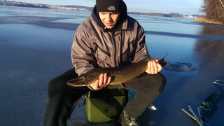 Northern Pike