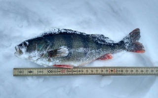 Eurasian perch