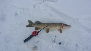 Northern Pike