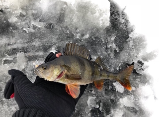 Eurasian perch