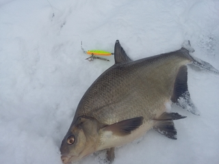 Carp bream