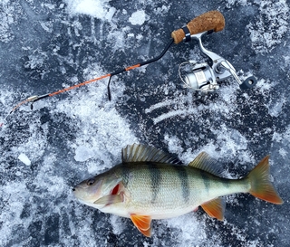 Eurasian perch