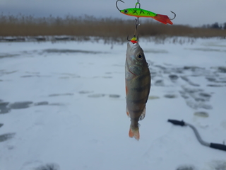 Eurasian perch