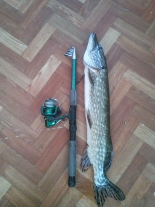 Northern Pike