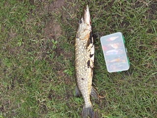 Northern Pike