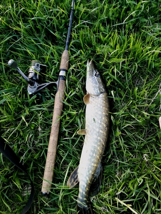 Northern Pike