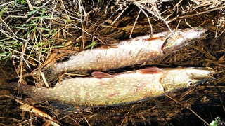 Northern Pike