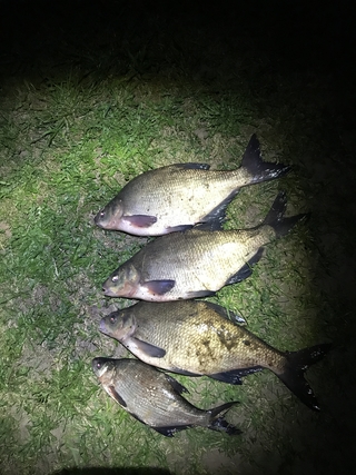 Carp bream