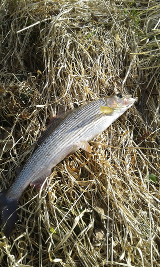 Grayling
