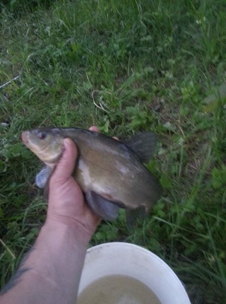 Tench