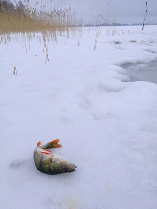 Eurasian perch