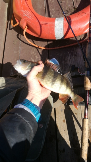 Eurasian perch