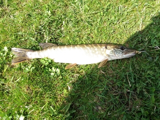 Northern Pike