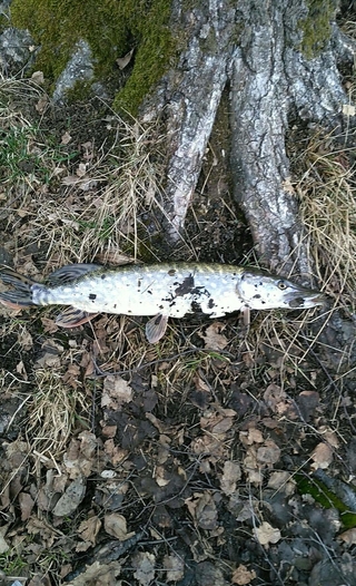 Northern Pike