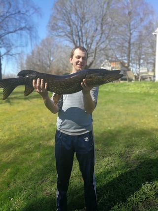 Northern Pike