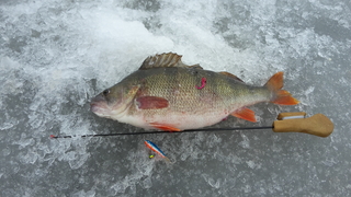Eurasian perch