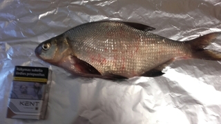 Carp bream