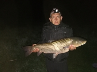 Grass carp