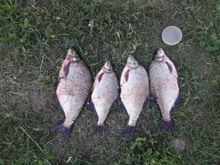 Carp bream
