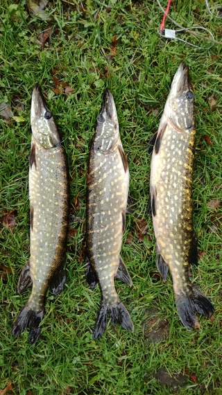 Northern Pike