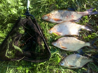 Carp bream