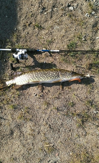 Northern Pike