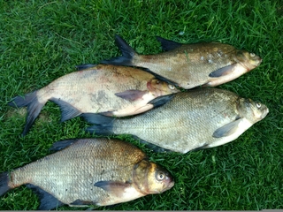 Carp bream