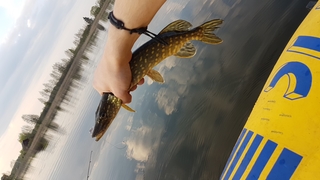 Northern Pike