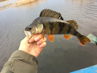 Eurasian perch