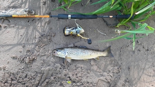 Brown Trout