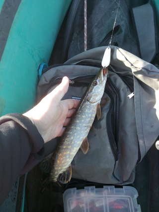 Northern Pike
