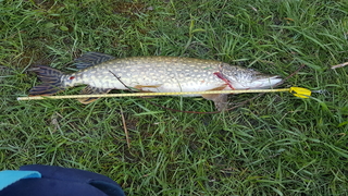 Northern Pike