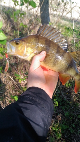 Eurasian perch