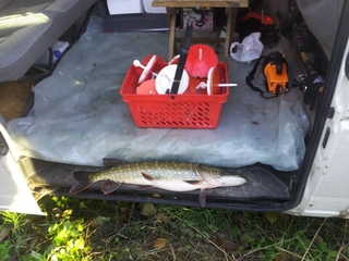Northern Pike