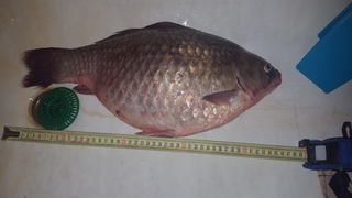Crucian carp