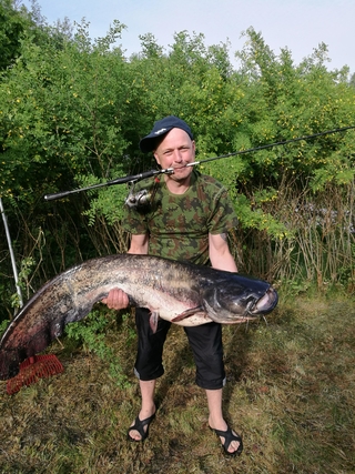 Wels catfish