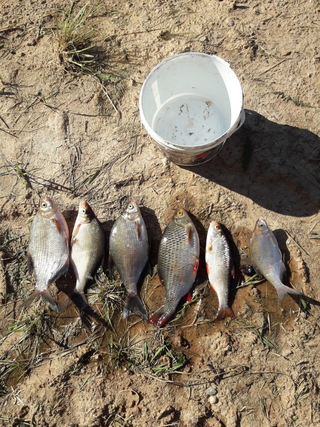 Carp bream