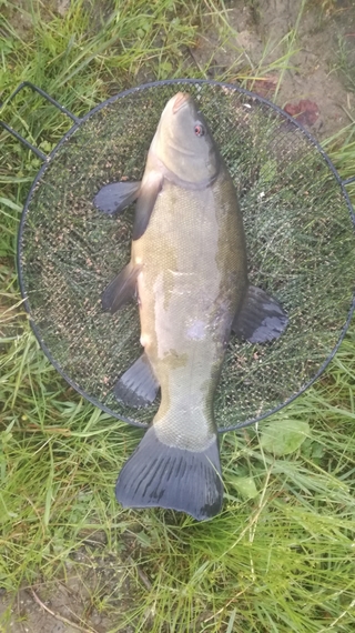 Tench